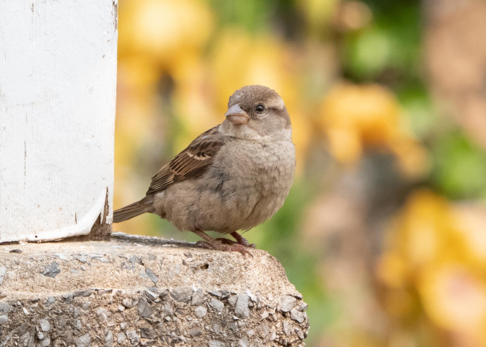 This is a photograph that was taken in my parent's backyard and retouched in Adobe Lightroom. Photos that are on sale can be located at Adobe Stock Images. 

https://stock.adobe.com/contributor/211235967/Jean
